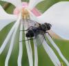 Clausicella sp.